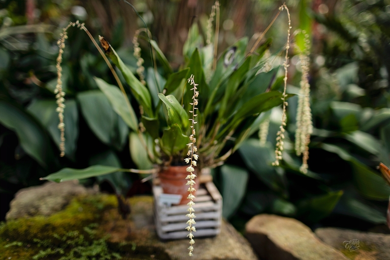 University of Michigan Matthaei Botanical Gardens 