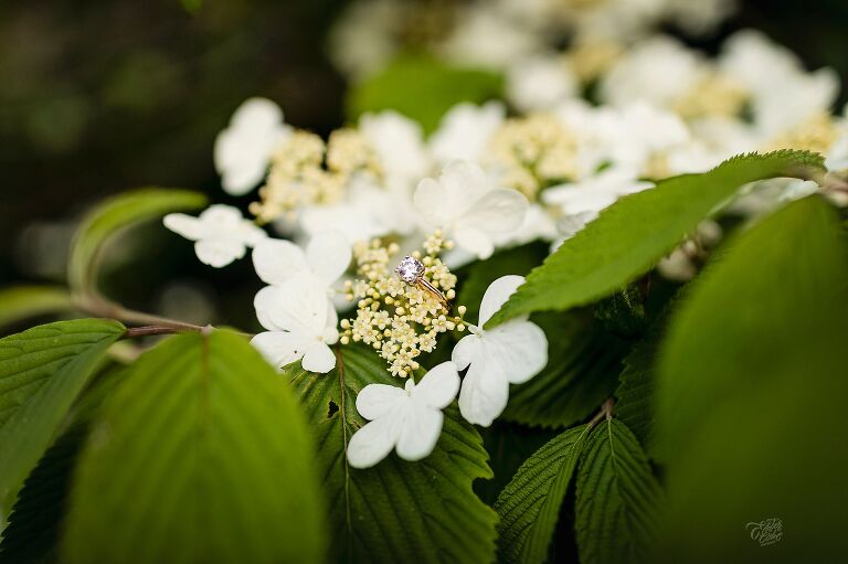 Spring Engagement in Dexter Michigan, 2020 Wedding in Ann Arbor, Engagement Rings