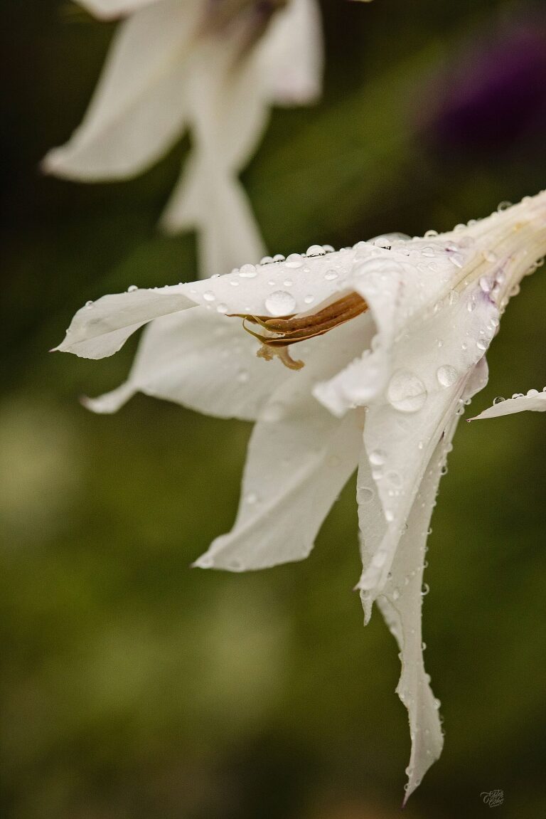 Michigan Family Photographer, Family Photos, still Photography, Tips on Macro Images, Photographing at home, Photography challenge, Learning how to best take photographs, How to take Macro Pictures, Nature Photography, Close ups